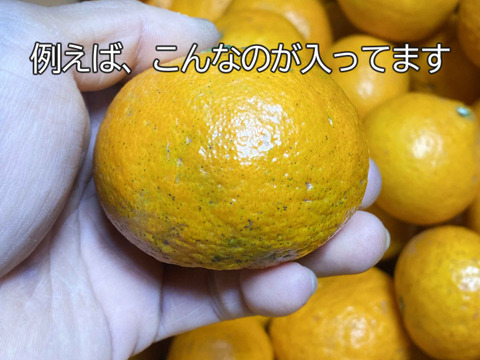 愛媛県中島産】味濃厚春みかん！カラマンダリン農薬不使用