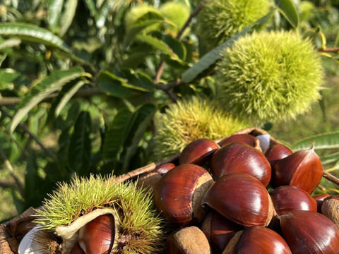 【小玉Sサイズ】　ぽろたん　栗　約2kg(1kg×2袋)