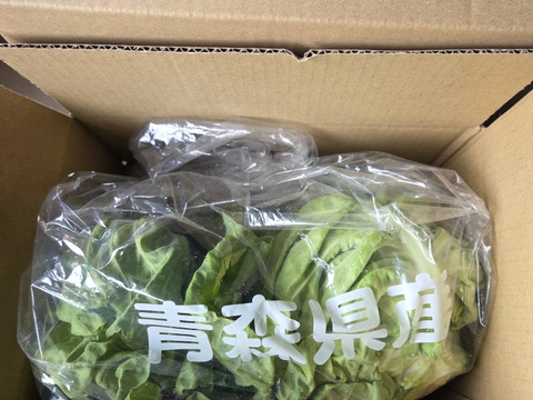 自然栽培認証　冬越し春キャベツ２キロ前後