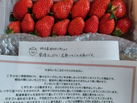 いちご　イチゴ　苺　食べ比べ　減農薬　新鮮 トクトク🍓いちごの宝石箱 朝摘み完熟酵素栽培のこだわりいちご