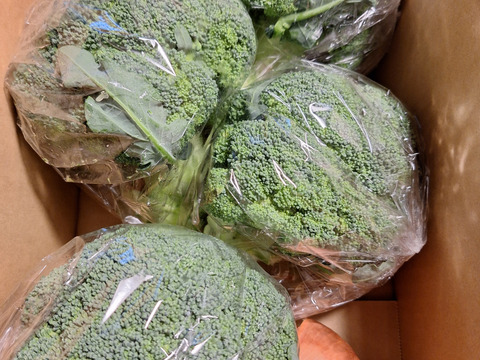 淡路島からのブロッコリー4株🥦　特別栽培農産物