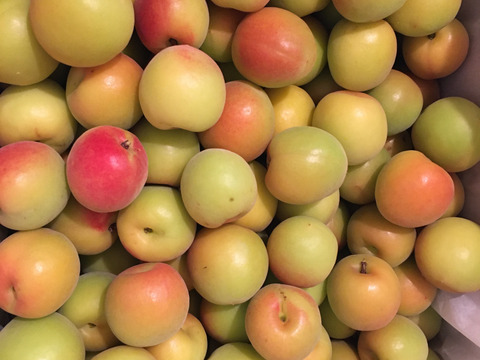 まじりっけなし！梅干に最適！『十郎小町』1kg 自然栽培の梅。ジャムや茶梅など幅広いレシピに。農薬不使用