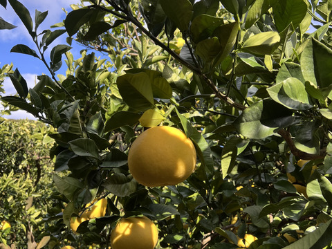天皇杯受賞農家の土佐文旦 7kg（家庭用）高知県大月町 産地直送 旬の柑橘！