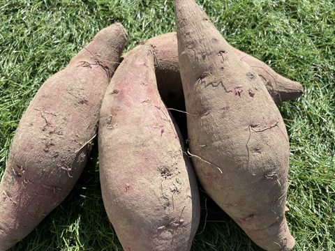 【紫芋】【希少品種】紫芋の中で一番甘い！ふくむらさき 2kg