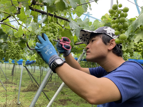 太陽さんさん露地栽培！ジューシー！あま〜い！味に自信あり！紀州有田巨峰村の種あり藤稔（ふじみのり）1kg(３～４房)
