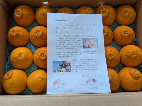 💫不知火【新鮮·個装追熟!!】【5kg·サイズ混合】   《ご家庭用》期間限定