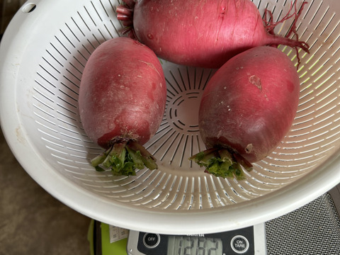 中まで赤い！紅くるり大根/期間中農薬、化学肥料不使用(1キロ)