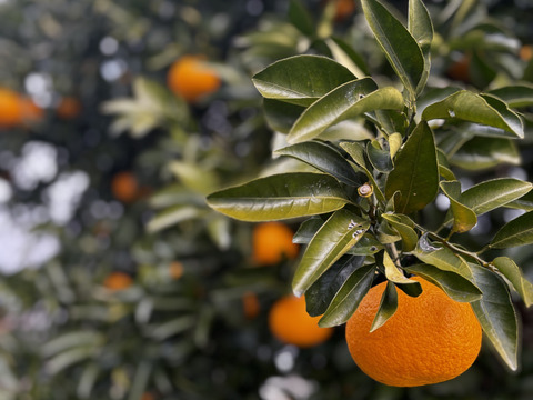 夏みかん　「昔ながらの爽やかで酸っぱい柑橘」5kg