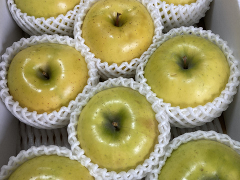 超希少りんご　こうこう3キロ7-12玉　樹上完熟蜜入りチェック済み　幸せ呼ぶ黄色いりんご　11月25日頃より発送予定