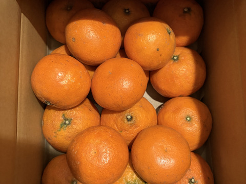 さっぱり濃甘🍊南津海【見た目訳アリ・サイズ混合・3kg箱】