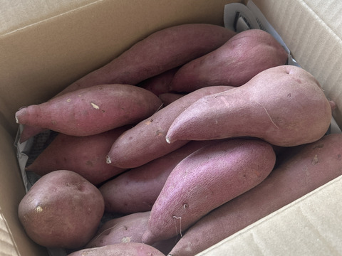 【訳あり】貯蔵期間３か月ホクホク甘い！砂丘のさつまいも(３kg)