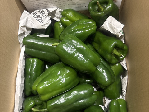 【生でも美味しい！ごちそうピーマン！】約２キロ！朝採れ新鮮「つる付きピーマン」肉厚で甘い！