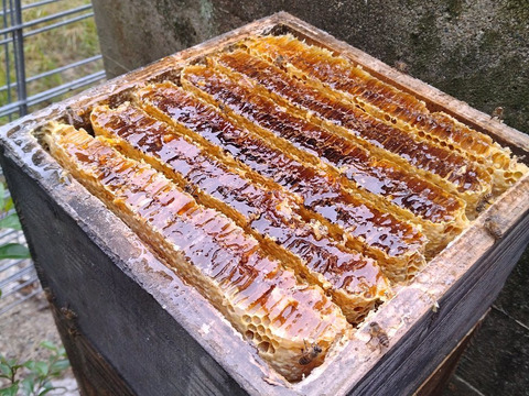 日本蜜蜂の巣蜜☆シャリシャリとねっとりコムハニー食べ比べ☆それぞれ