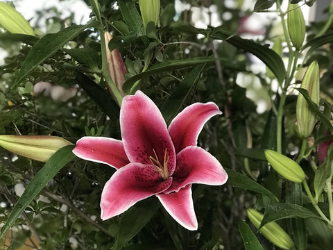 Sale28 Off 5日発送限定 赤ユリ15本 特別価格です 婦人ズボン即納 ハンドメイド 日用品 インテリア Roe Solca Ec