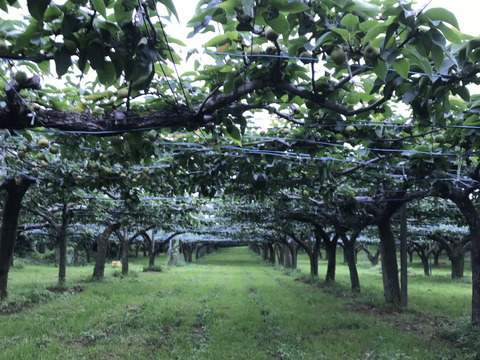 今まつどの梨は新高。5キロ箱に8個から11個入り。秋の夜長に梨で水分補給を。皮キズあり。日持ちする品種。千切りにしてサラダに添えたり甘いコンポートに加工して深まる秋のおやつにしても良し！