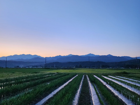 立山連峰の麓　自然豊かな環境で育った甘さと香り豊かなニラ　にら！！栽培期間中農薬、化学肥料不使用　100g×10束 ( 1kg )