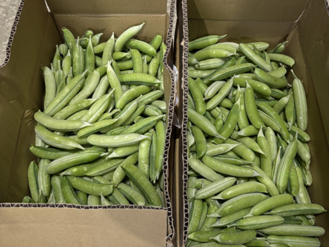 関西の春を告げる味わい　うすいえんどう 4kg