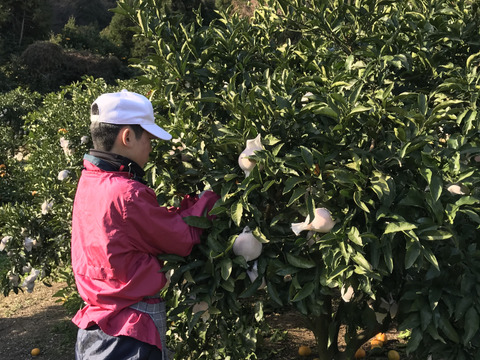 【早割！！】果汁たっぷり！！愛媛県産デコ不知火（しらぬい）５kg入【ご家庭用】