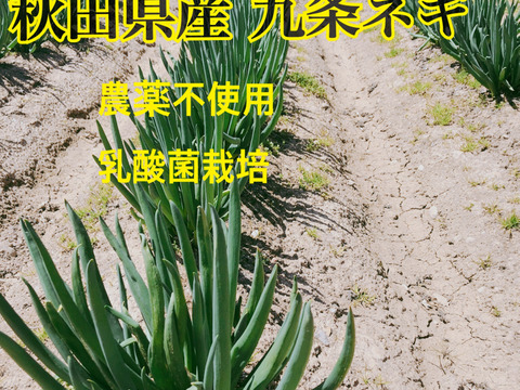 雪中九条ネギ ネギ 京野菜 秋田県産九条ネギ 乳酸菌栽培 500g