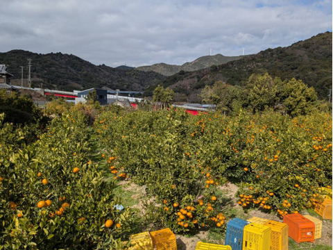 【新品種】「あおぽんミカン」5㎏。サイズ混合。