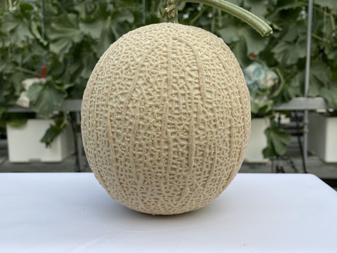 ここ　静岡アールスメロン5玉 特大静岡アールスメロン5玉9000g