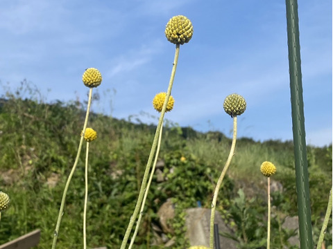 【10本、40㎝】クラスペディア〜黄色いまんまるいのがキュートで可愛い〜
