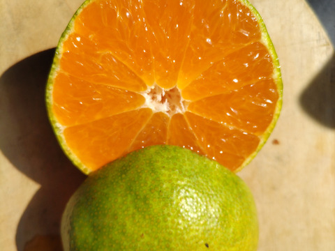 爽やか！大分県産  ハウスミカン 家庭用4キロ