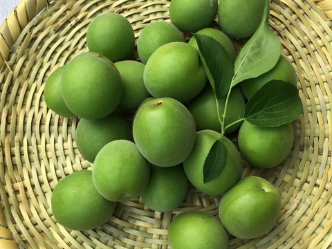 青梅（白加賀）8キロ