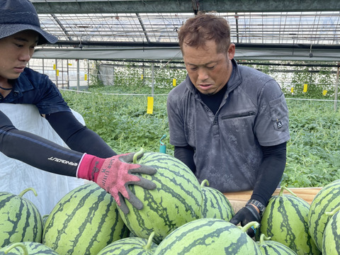 ほどける食感　大玉すいか　8キロ以上