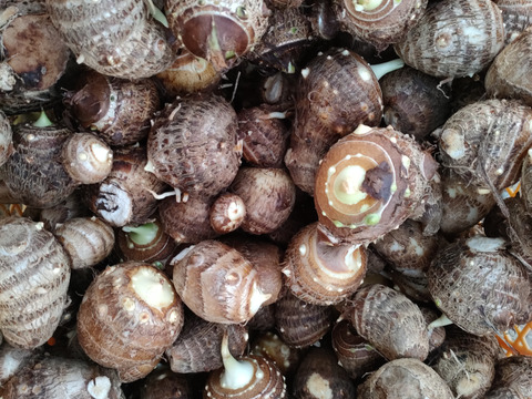 ほっこり美味しい里芋　2キロ