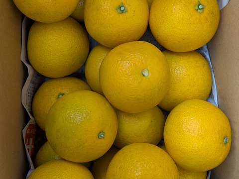 最小限の農薬除草剤未使用　和歌山県橋本市産八朔サイズM以上(約5キロ箱込み)