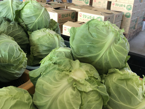 冷蔵便★平さんちのグリーンボール※6個入り★100㎝サイズ満杯