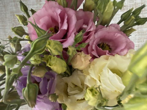 【６本／トルコキキョウ】柔らかな色合いと、上品な花姿が魅力のトルコキキョウ。蕾つき！産地直送、プレゼントOK!仏花にもオススメ！