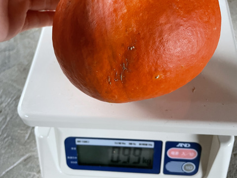 しっとり♪伝統野菜！打木赤皮甘栗かぼちゃ2個入