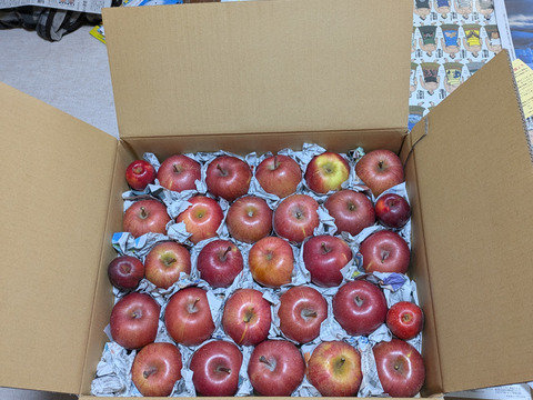 サンふじ SS小玉ちゃん約26玉（約4.5㎏）
昨年好評をいただいたSSサイズのかわいいりんごです。
バラ詰めでお届けします。まるかじりでどうぞ。