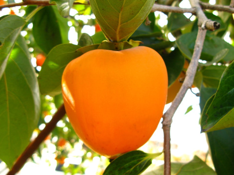 年末の大人の柿仕事：コレを食べれば勝手に元気になれる