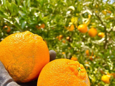 【とろける果肉、濃厚】段畑デコ　8キロ　ご家庭用(不知火、デコポン)