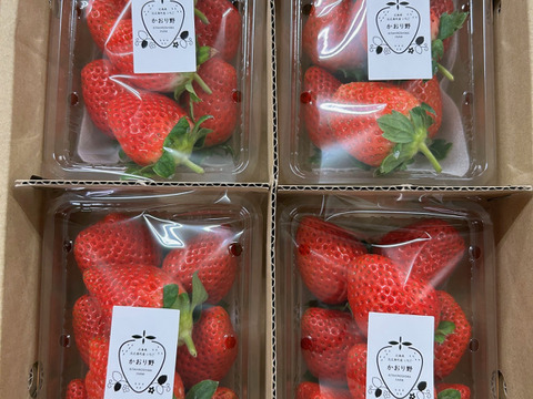 広島県北広島町産いちご「かおり野2L～3Lサイズ6～8粒入り」4Ｐ