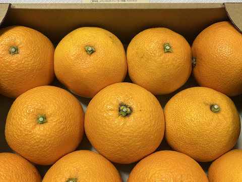 酸いも甘いも苦いも🟡✨プリップリな八朔(はっさく) 3.5kg前後 8〜11玉入 Lサイズ以上 八朔