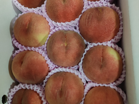 🍑桃の王様 川中島白桃 約3kg 8～14玉 【ASIAGAP認証農場：津軽