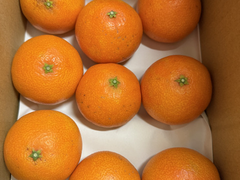 【福袋】まどんな1.5kgと愛媛みかん2kg(合計3.5kg) 食べ比べセット こたつで食べたい！みかん・まどんなセット