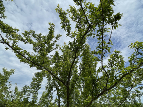 自然農栽培 山椒の実100グラム　山椒の葉もお入れしてお届けいたします採れたてをすぐ冷凍して、冷凍便でお送りいたします。
