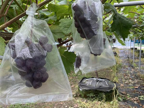 2026年秋予約販売 ★甘さ際立つ黒いマスカット「富士の輝き」 2～3房（1.2kg）ぶどう 10月出荷予定 青森県産、甘い、贈答、ギフト、家庭用にも