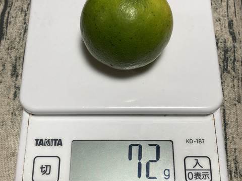 今だけ特価！！『広島県産ライム 3kg（42個前後）』栽培期間中農薬不使用