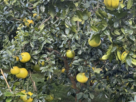 チャンドラポメロ