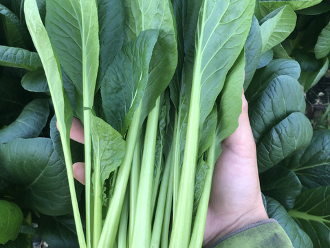 【栄養価が高い】しゅんセット(8〜10品目前後)