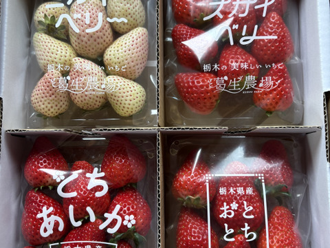 【春イチゴ】【お得価格】摘みたて直送！ミルキーベリー入り！とちぎのいちご4種詰め合わせセット（4パック）（260ｇ×4パック）【いちご食べ比べ】