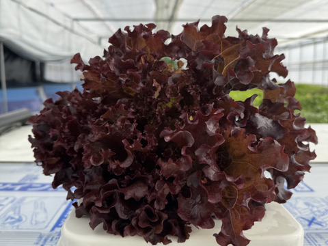 【数量限定】赤が3倍綺麗🤩美味しさも3倍！新品種サニーレタスお試しください😊約230g ×2株ボリュームも良い😊