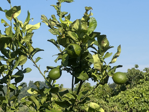 甘酸っぱい　グリーンレモン1ｋｇ　和歌山県産　ユーレカ【防腐剤・ワックス不使用】