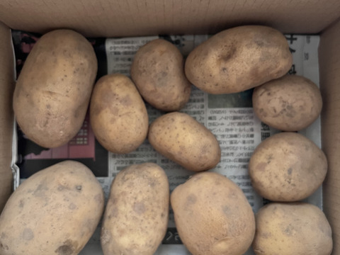 ★豊かな旨味とホクホク感！★十勝こがね(じゃがいも)(1kg)[化学農薬・化学肥料・除草剤不使用]